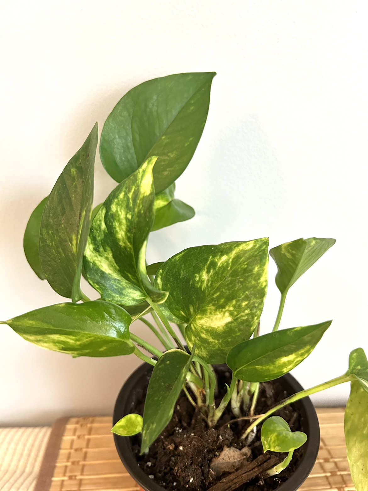 Golden Pothos thumbnail