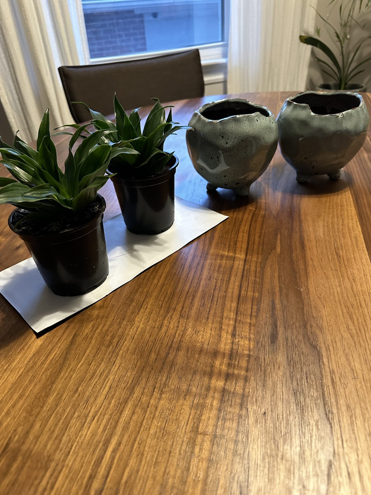 2 decor planters with 2 healthy live plants included - photo 2