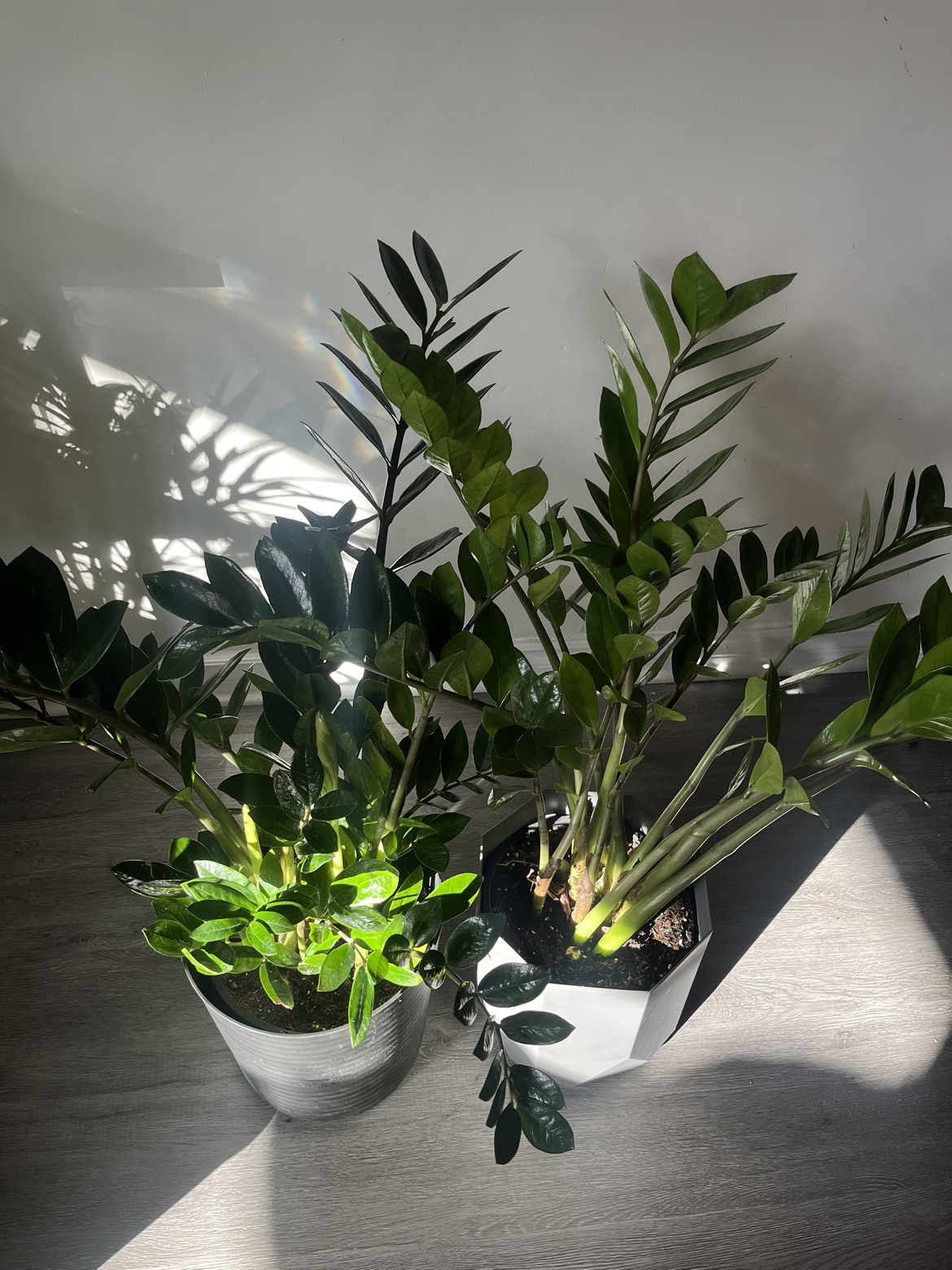 Zz Plant image indicator(3)