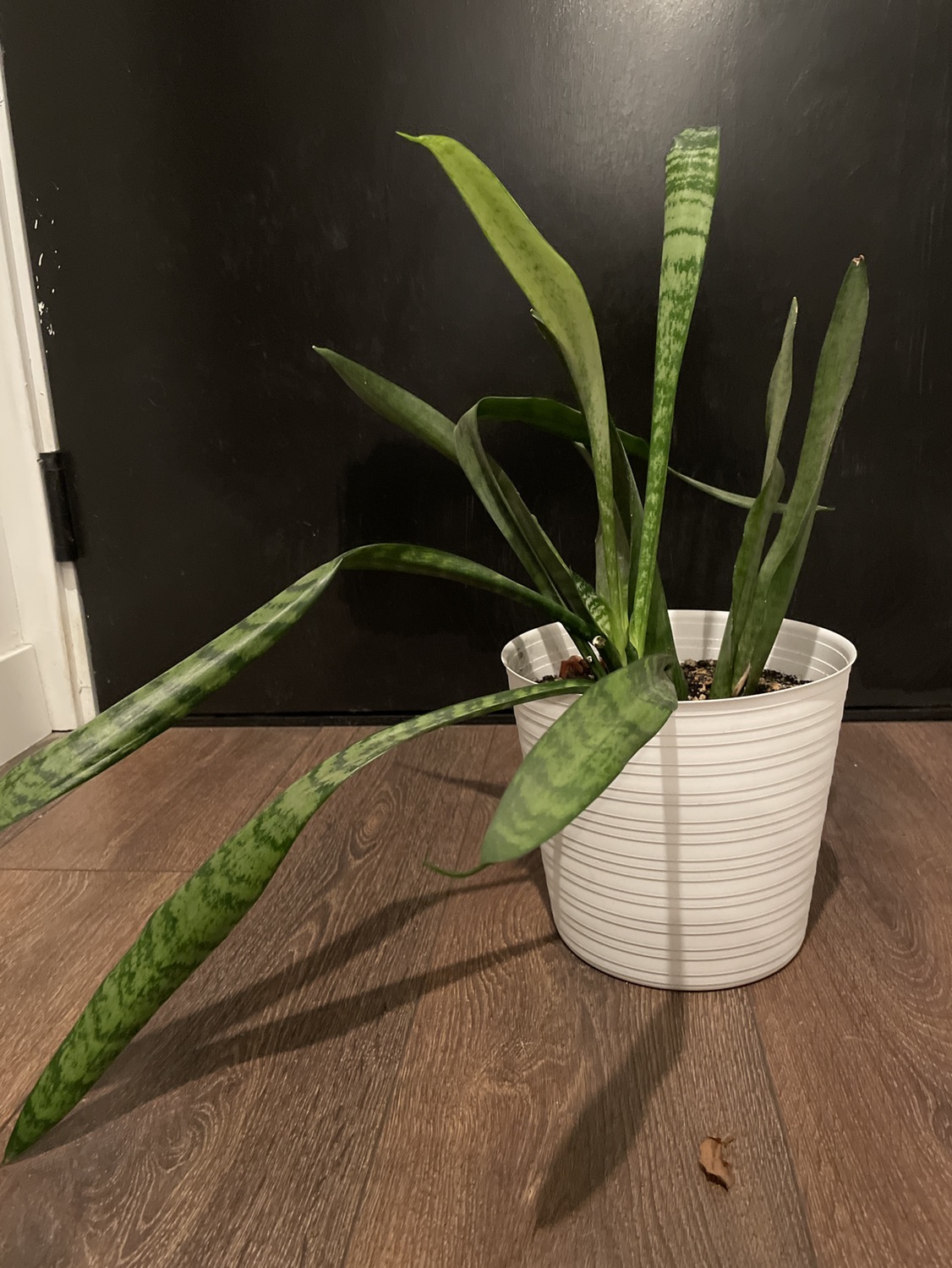 Snake plant needs love thumbnail