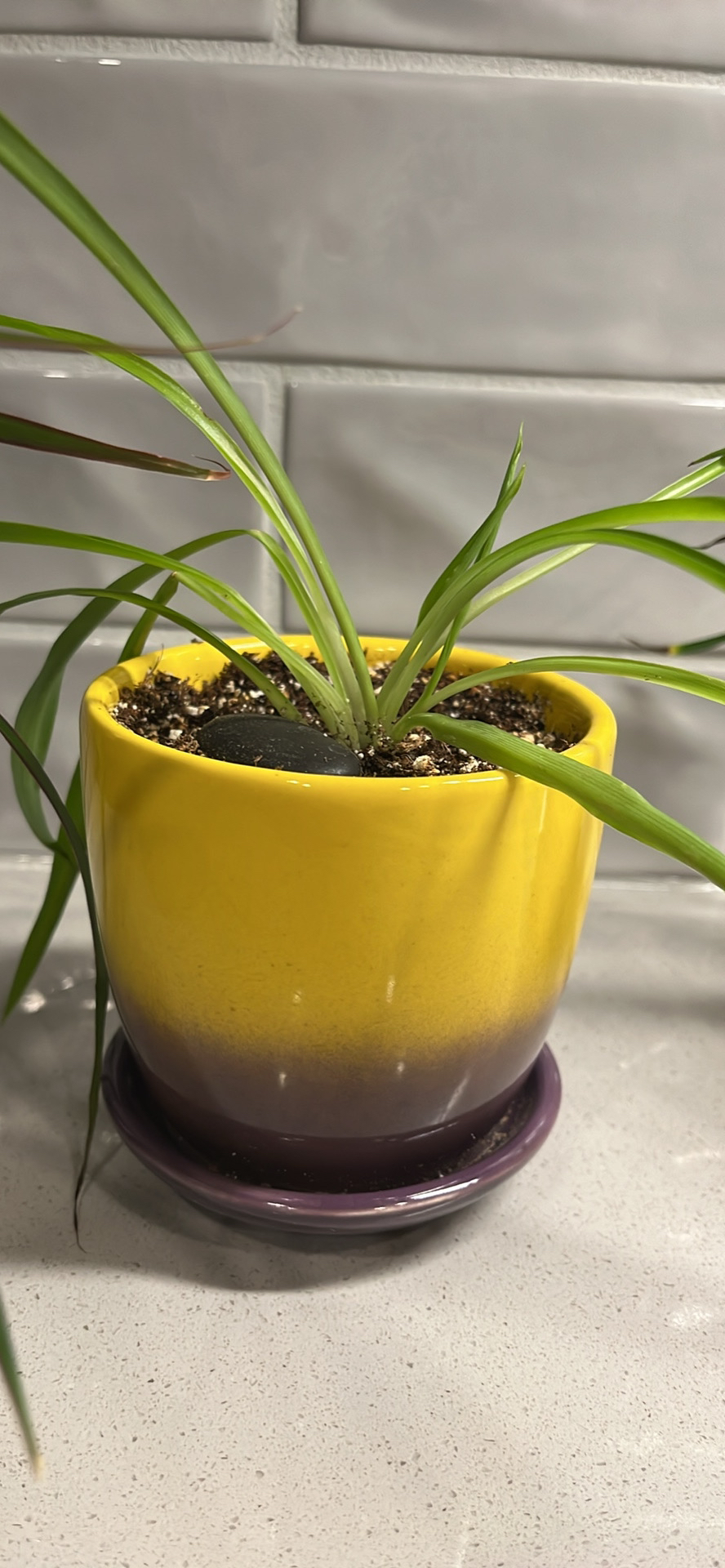 Various Plants - photo 3