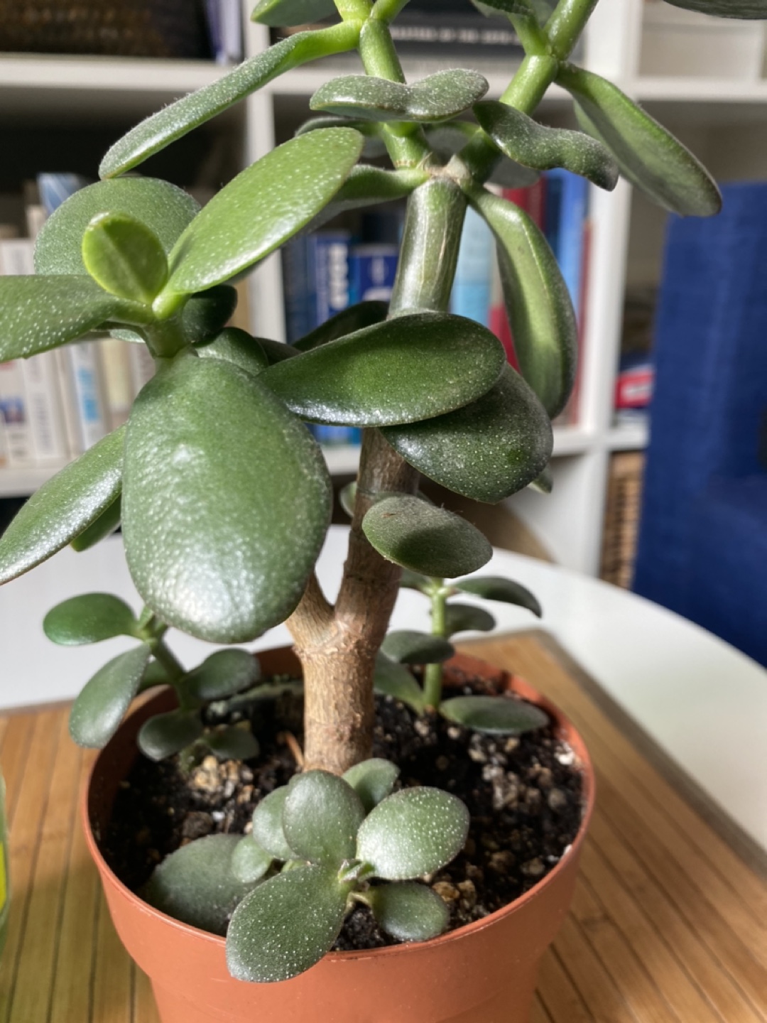 Jade Plant image indicator(3)
