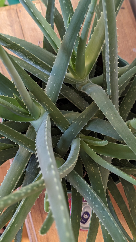 Aloe Vera Plant with large pot image indicator(2)