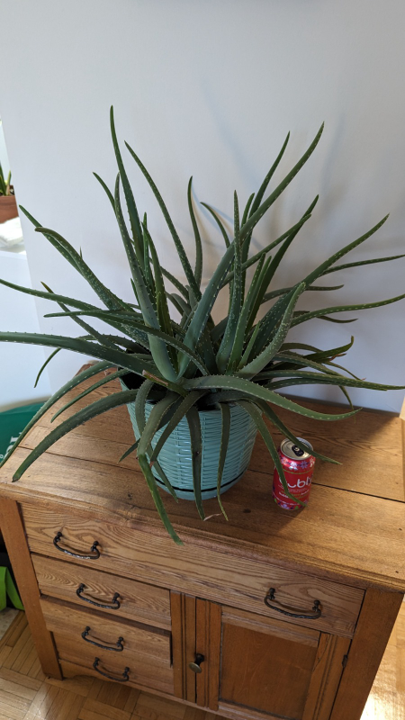 Aloe Vera Plant with large pot image indicator(3)