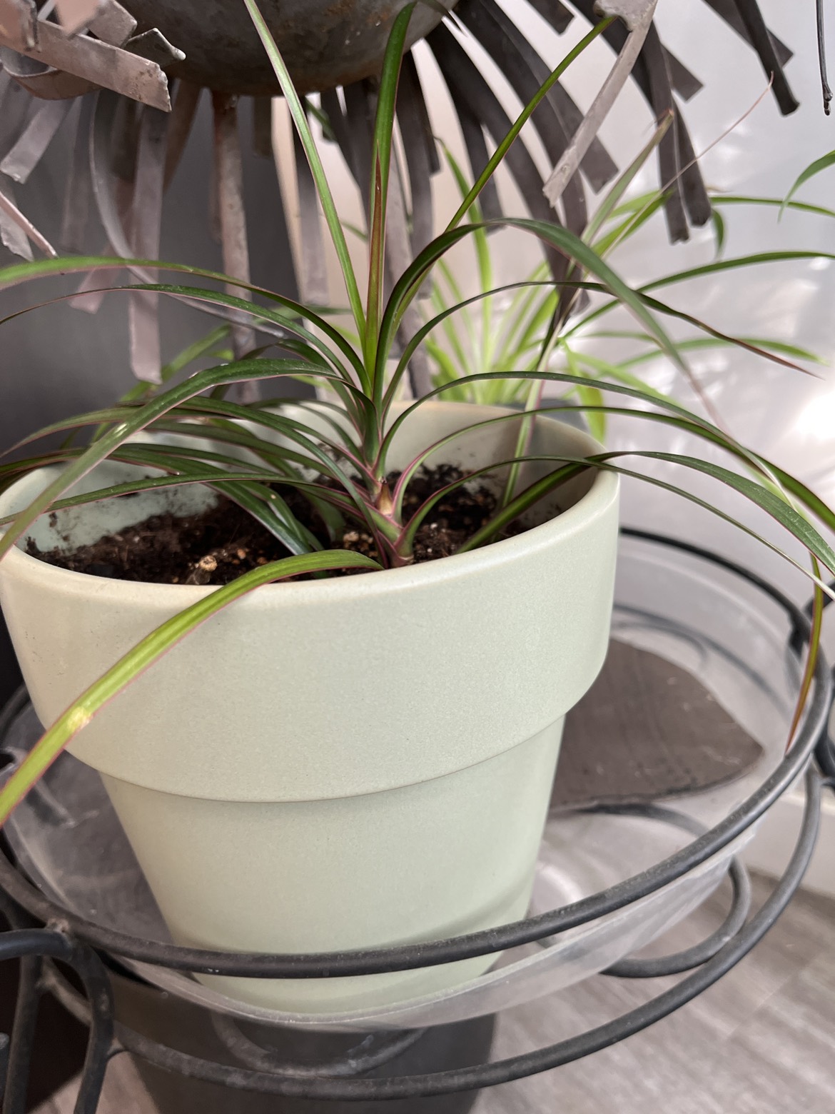 Various Plants