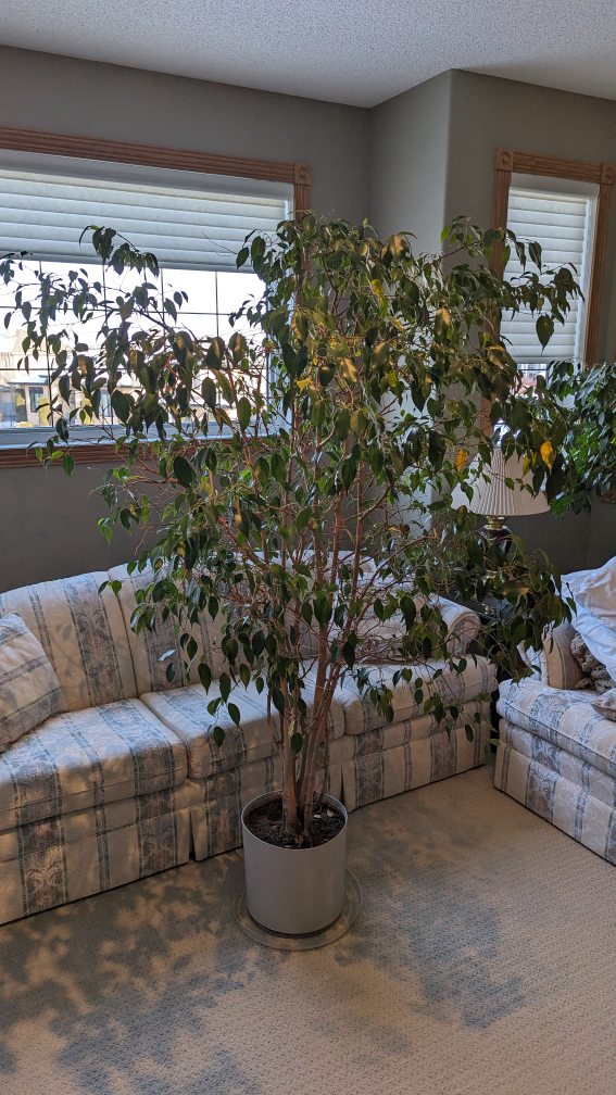 Ficus tree #SellingSpree