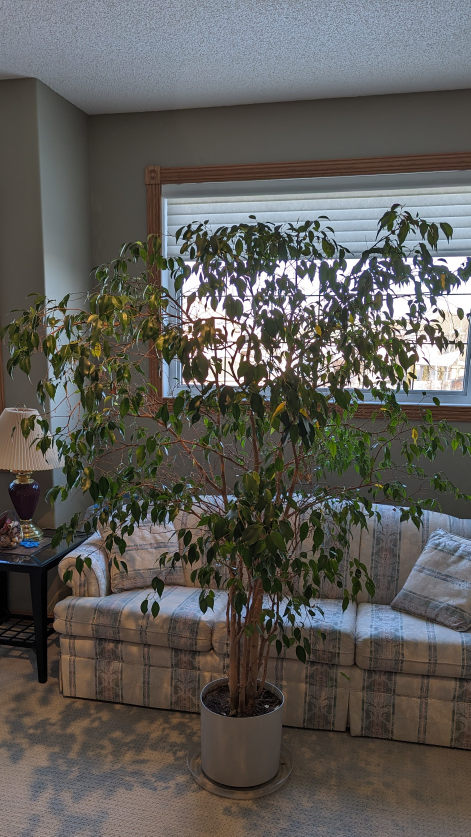 Ficus tree #SellingSpree - photo 2