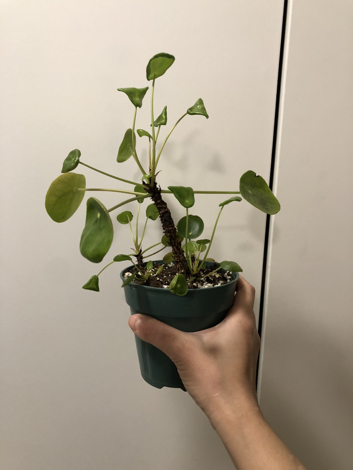 Pilea Plant thumbnail