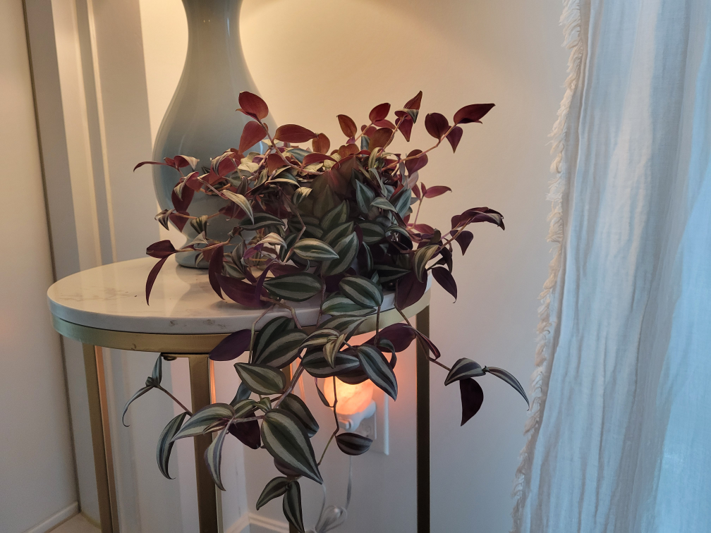beautiful indoor plant thumbnail