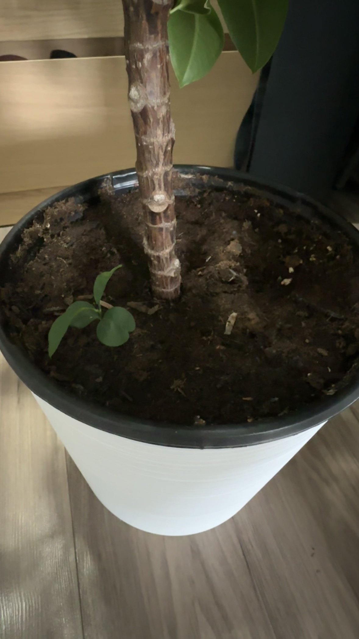 Rubber tree - photo 3