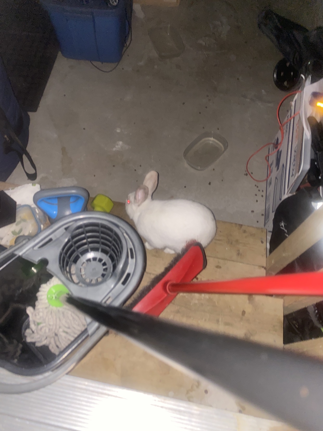 Cute bunny available - photo 2