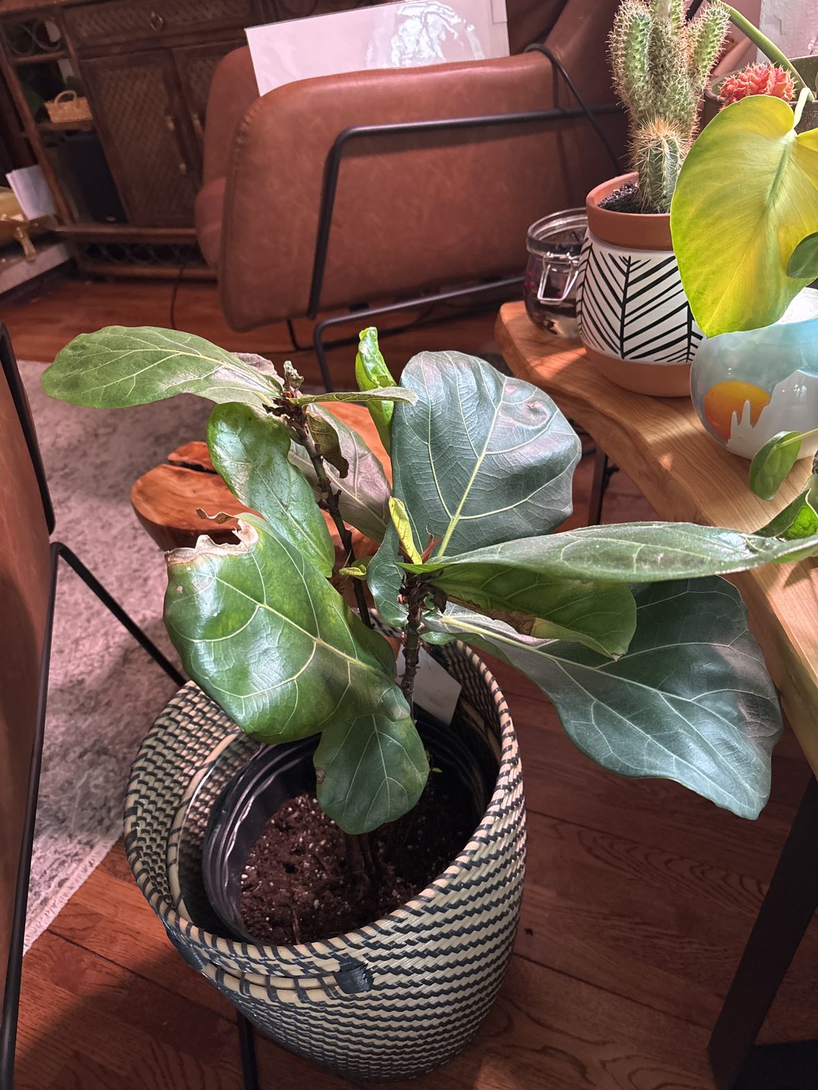 Indoor house plants - photo 5