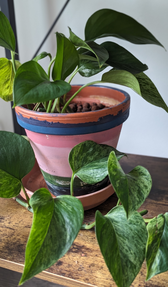 Marble Queen Pothos Plant 🌱 (medium)