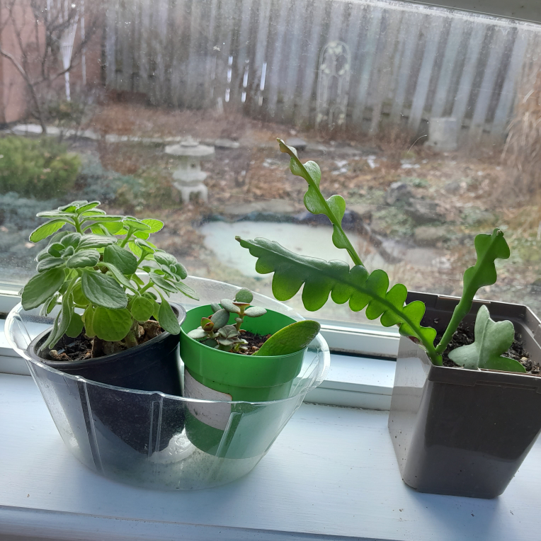 A succulent trio thumbnail