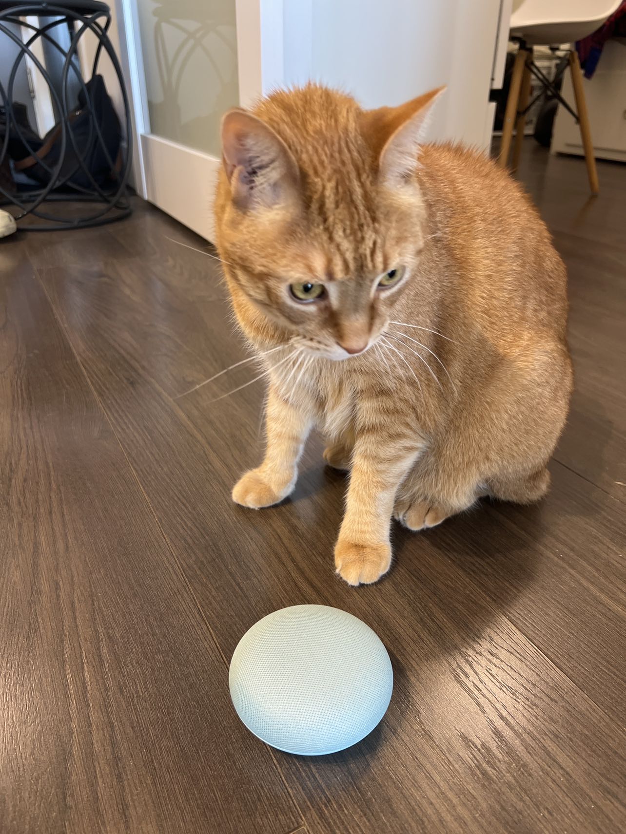 Google nest mini (1st gen) - $25 image indicator(3)