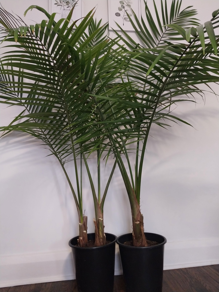 Palm trees thumbnail