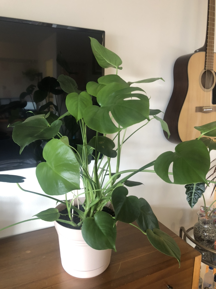 Monstera plant - photo 3