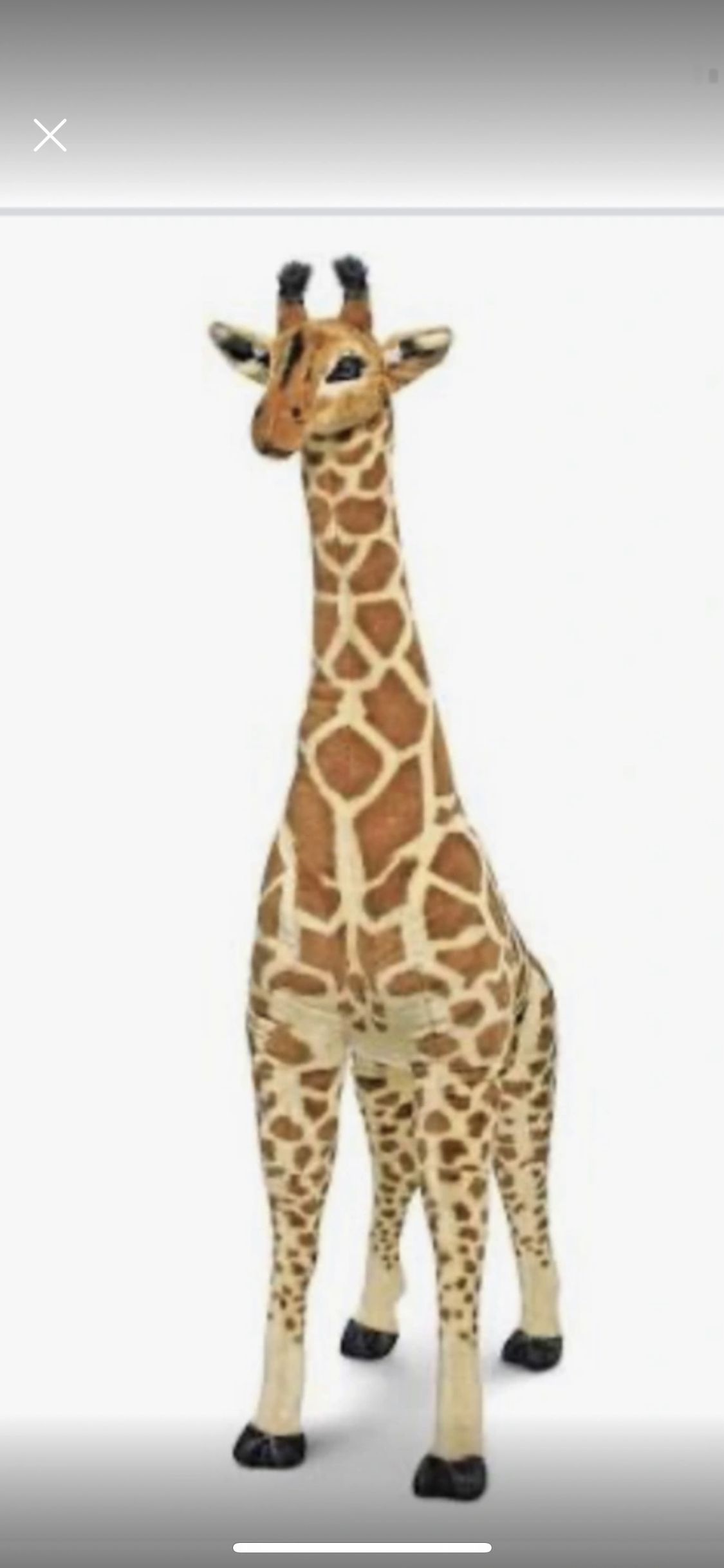 Very big and tall Giraffe thumbnail