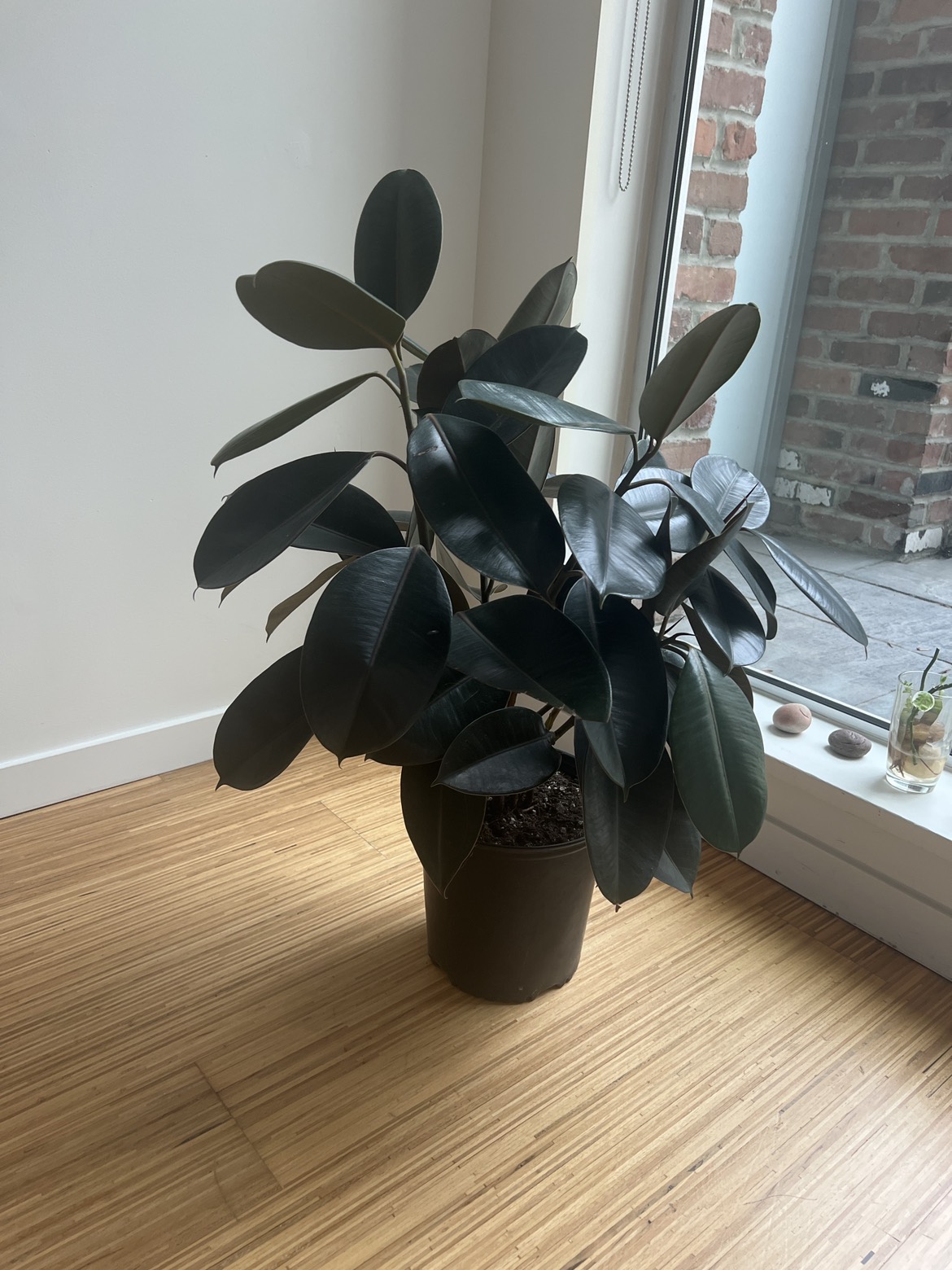 Ficus image indicator(2)