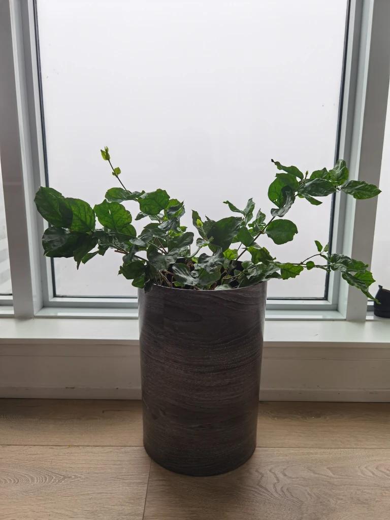 #freecycle Free Jasmin Plant