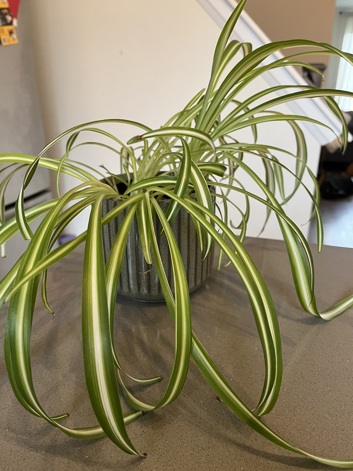 Spider plant with ceramic pot thumbnail