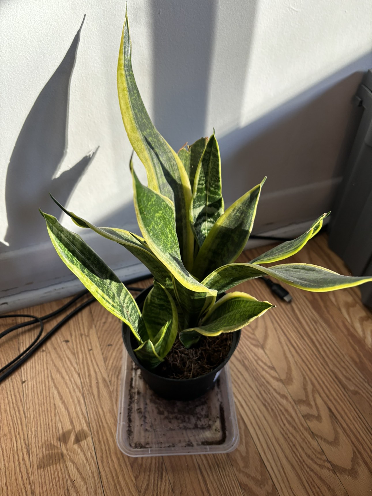 Snake Plant thumbnail