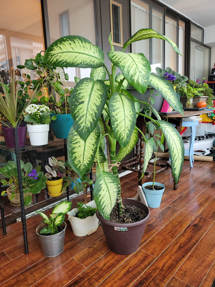 dieffenbachia  plant thumbnail