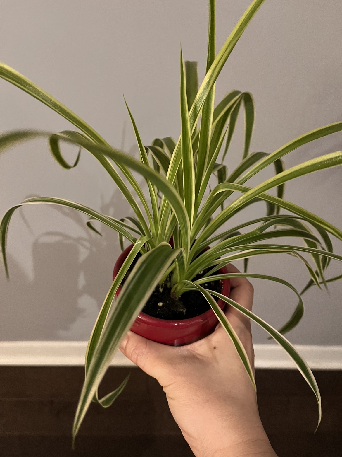 Very healthy spider plant in red pot thumbnail