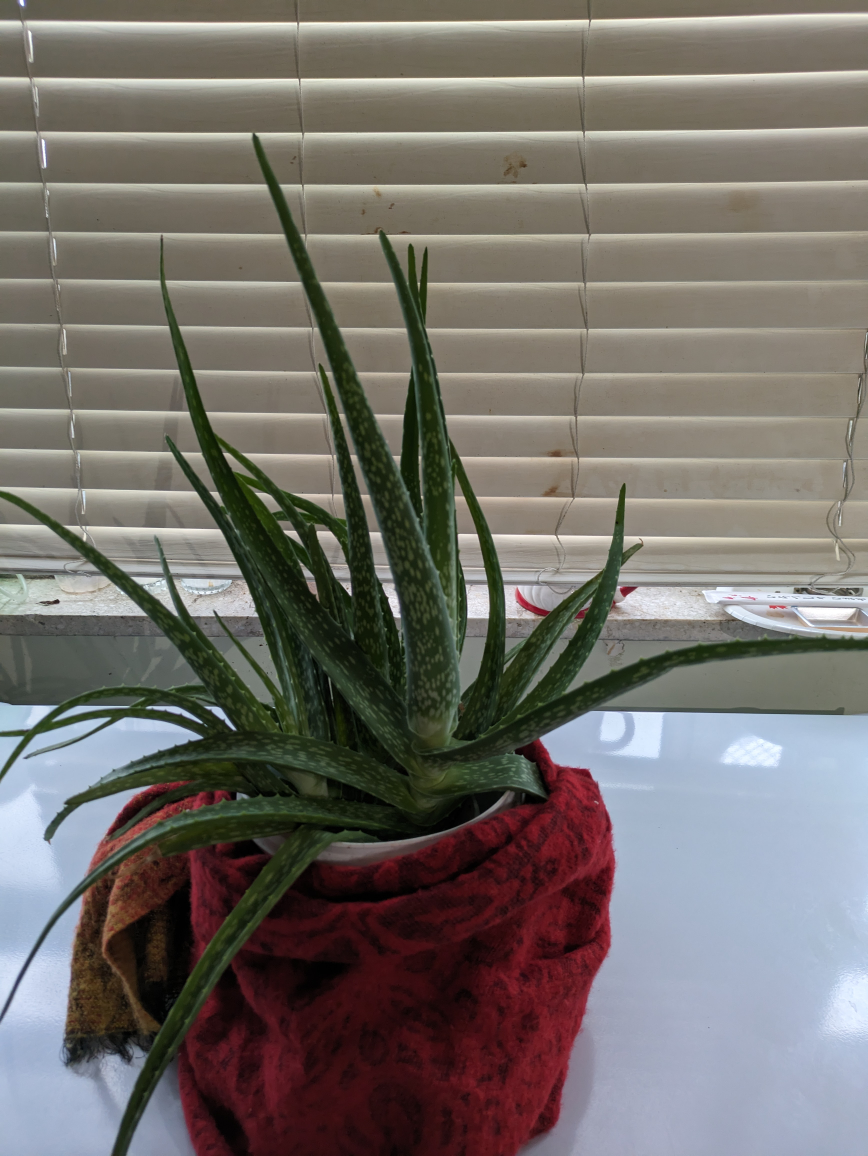 aloe vera plant thumbnail