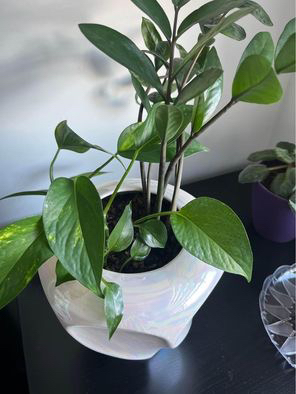 Beautiful plants - photo 3