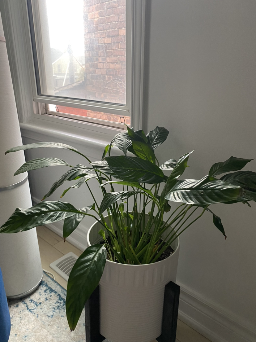 Peace lily plant - photo 2