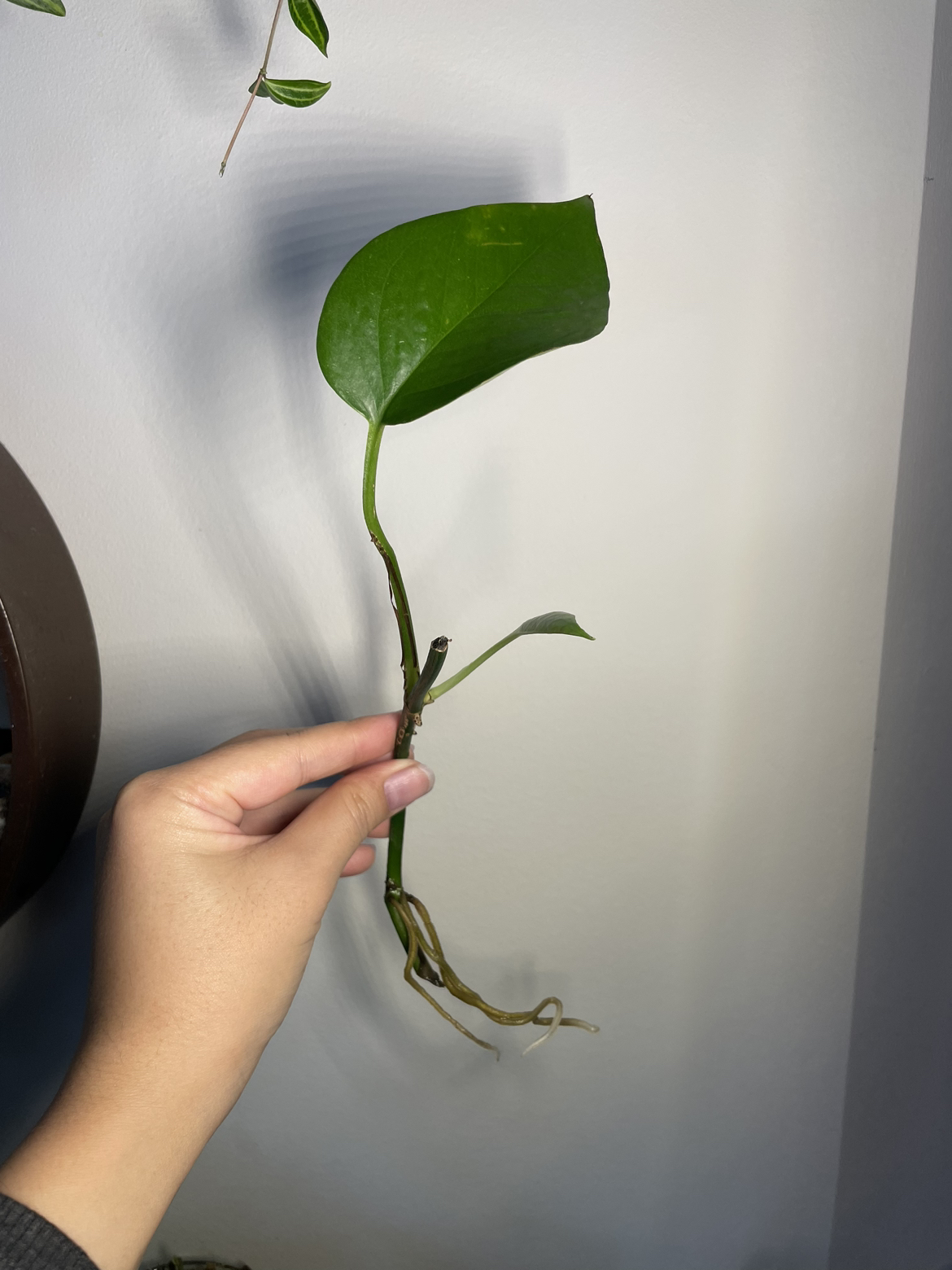 Jade Pothos thumbnail