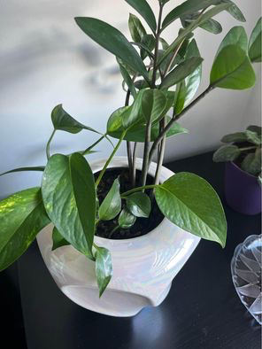 Beautiful plants - photo 2