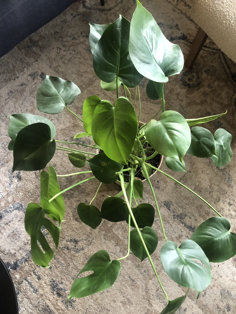 Monstera plant - photo 2