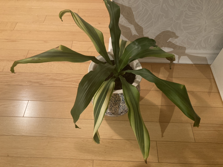 Plant