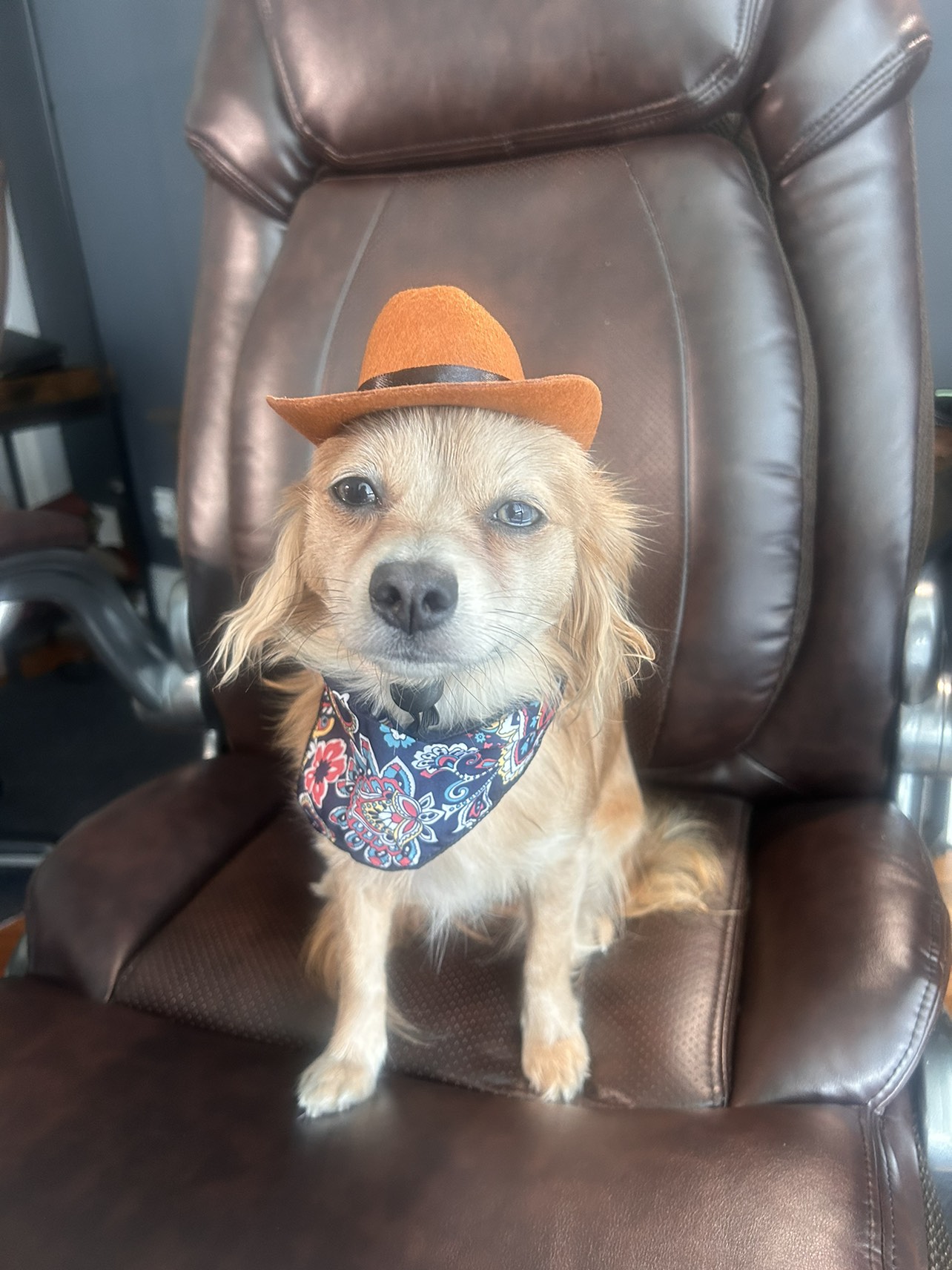 Small dog cowboy hat and bandana - photo 3