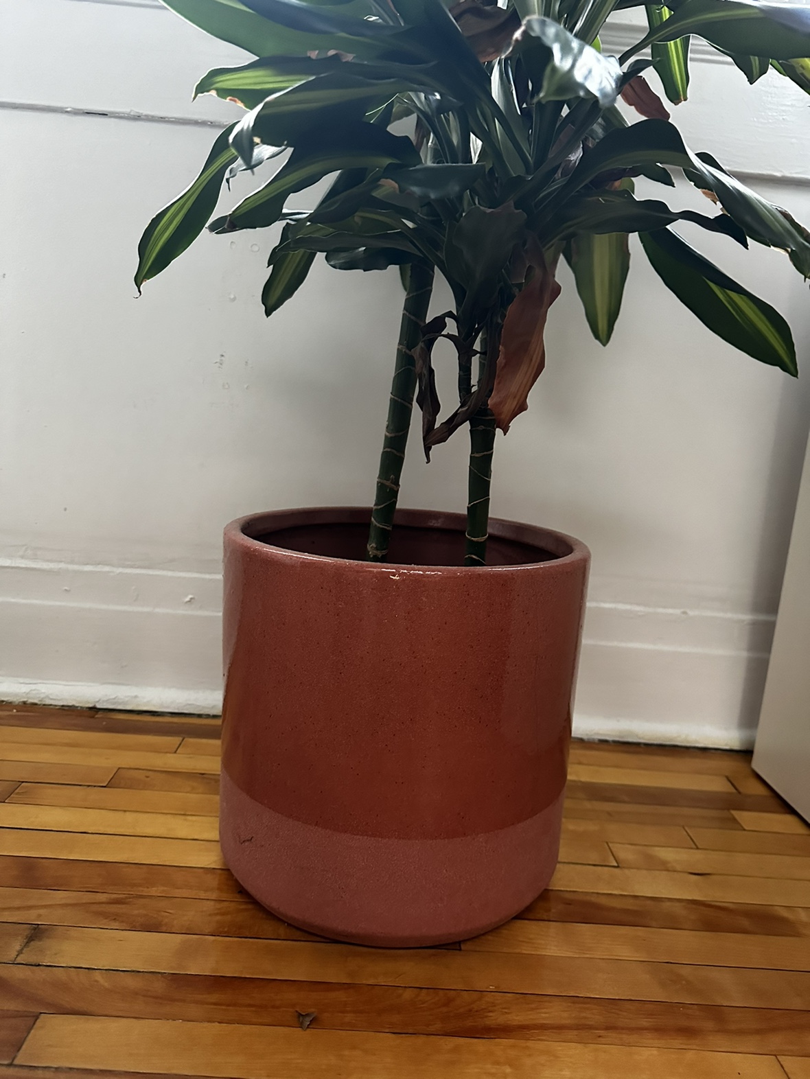 Dracaena plant & two tone dusky pink ceramic pot - photo 2