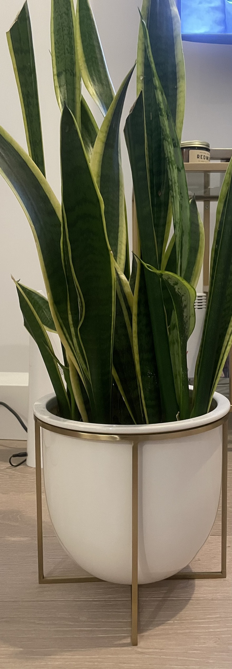 West Elm Planter + Snake Plant - photo 2