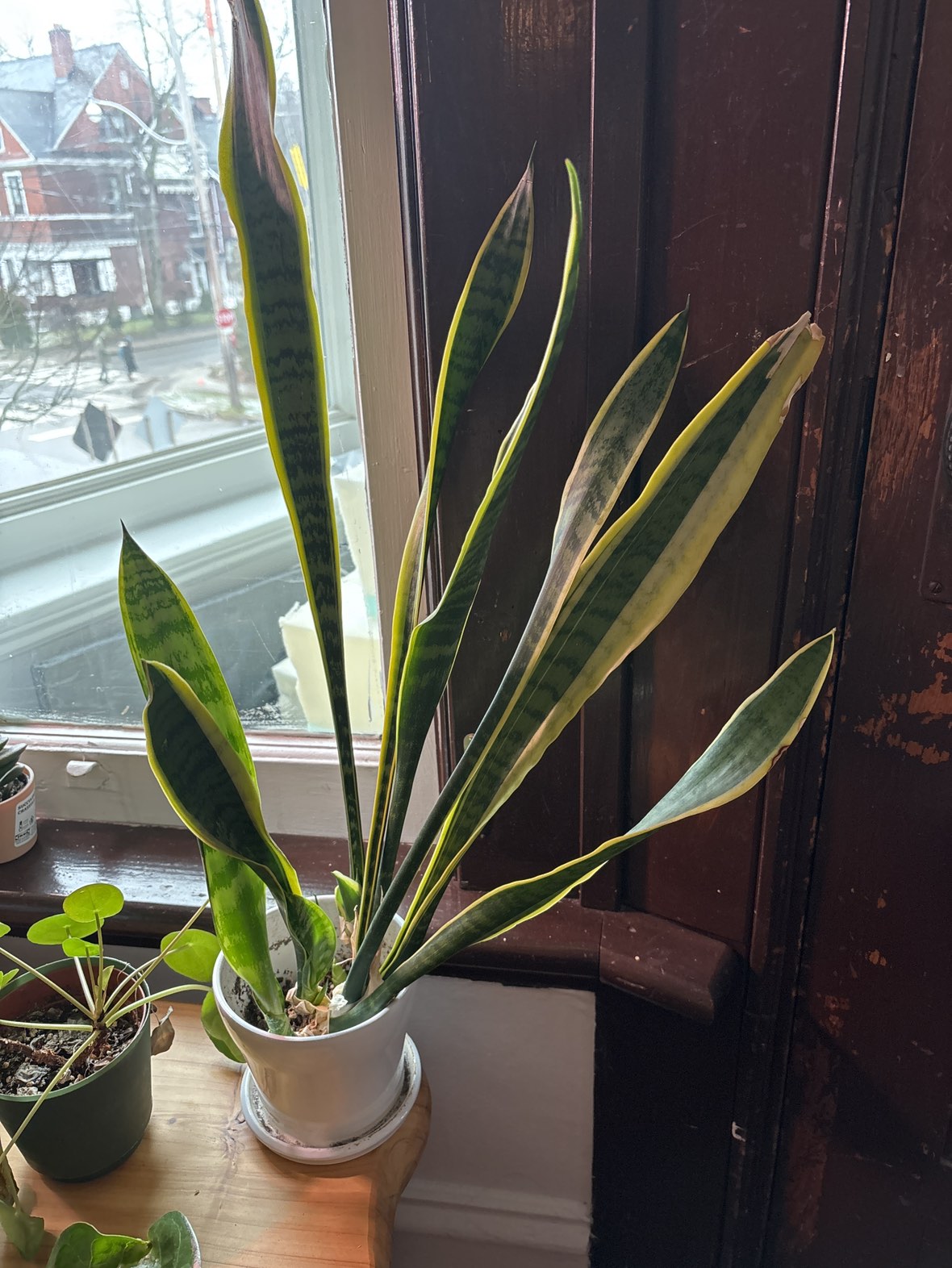 Indoor house plants - photo 4