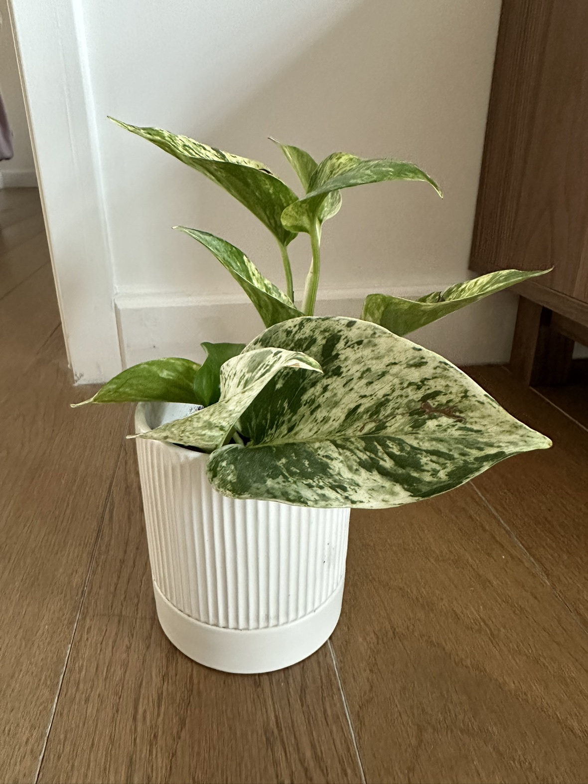 Marble Queen Pothos Plant in 4 inch ceramic pot thumbnail