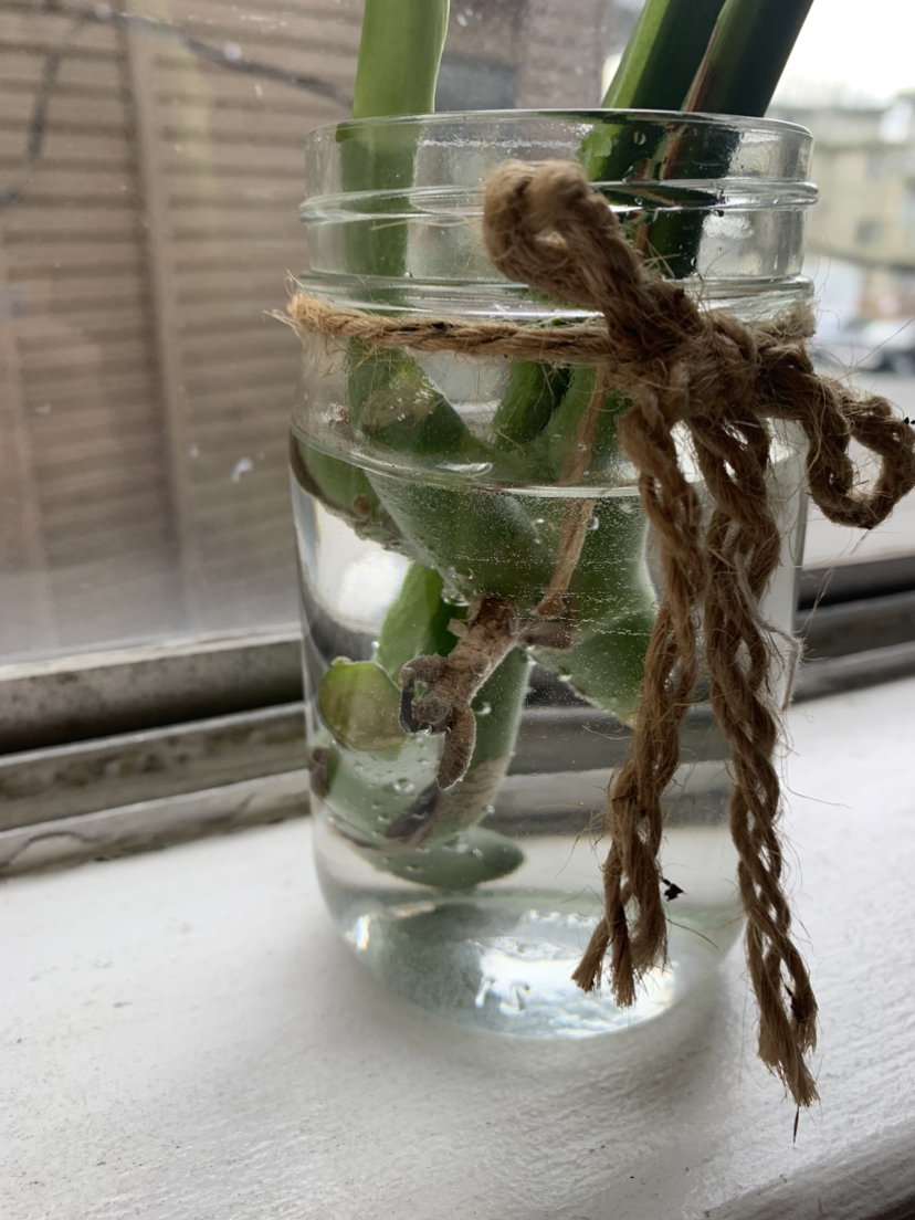 Monstera Propagation A #freecycle image indicator(3)