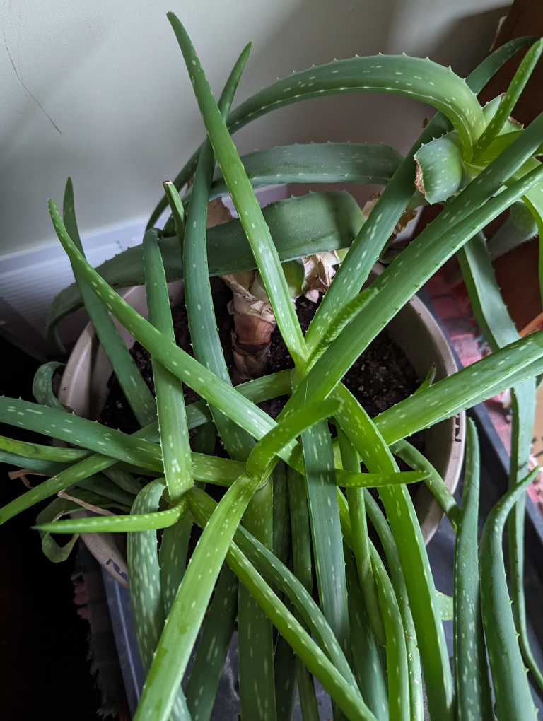 Mature Aloe Vera Plant thumbnail