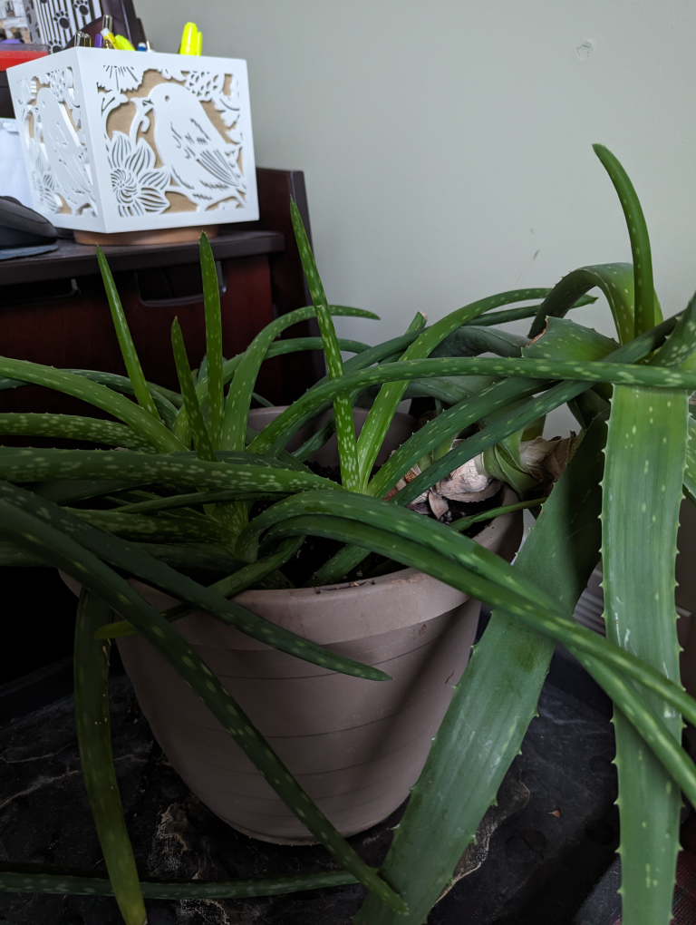 Mature Aloe Vera Plant image indicator(2)
