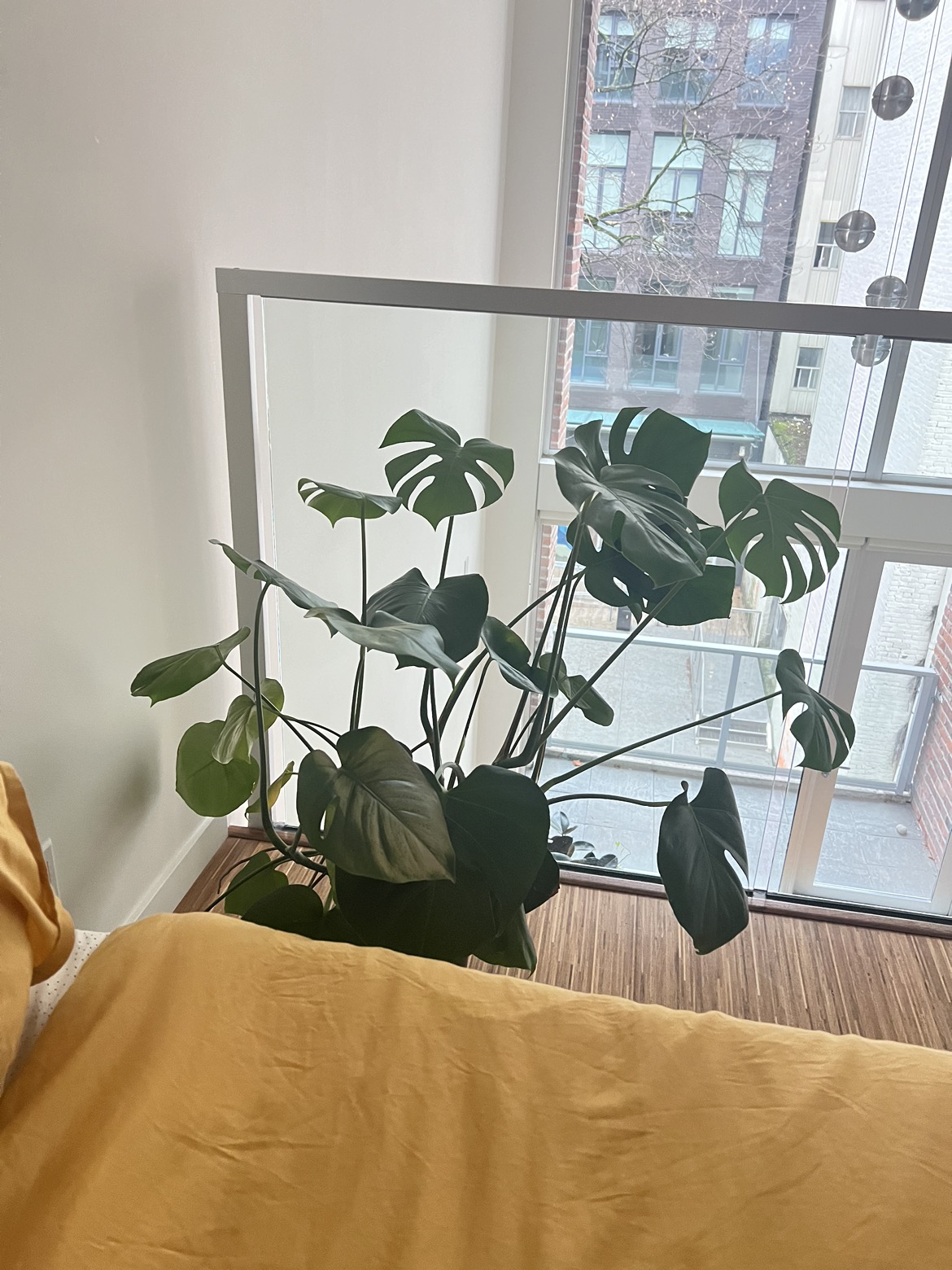 Big Monstera plant thumbnail