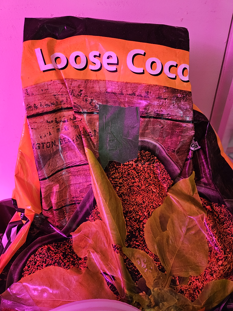 microgreens trays and loose coco coir - photo 3