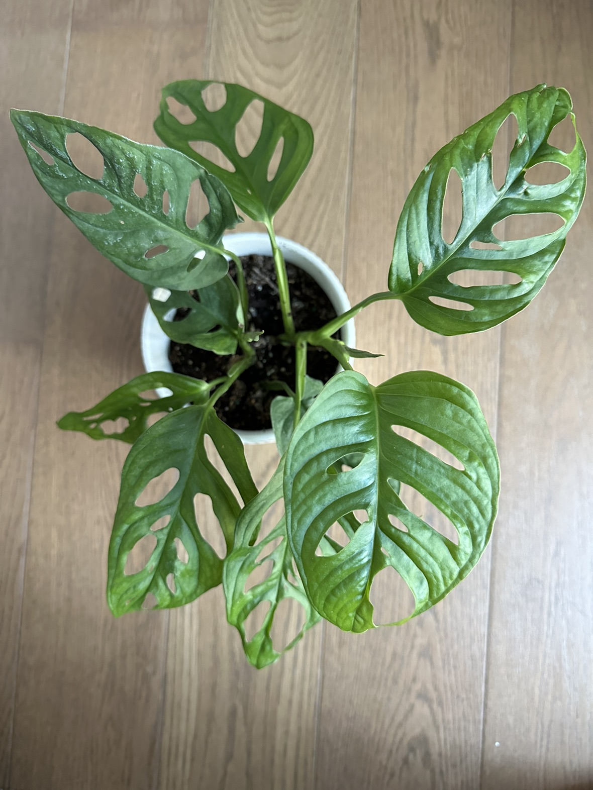 Swiss Cheese Monstera Adansonii Plant in 5 inch ceramic pot - photo 2