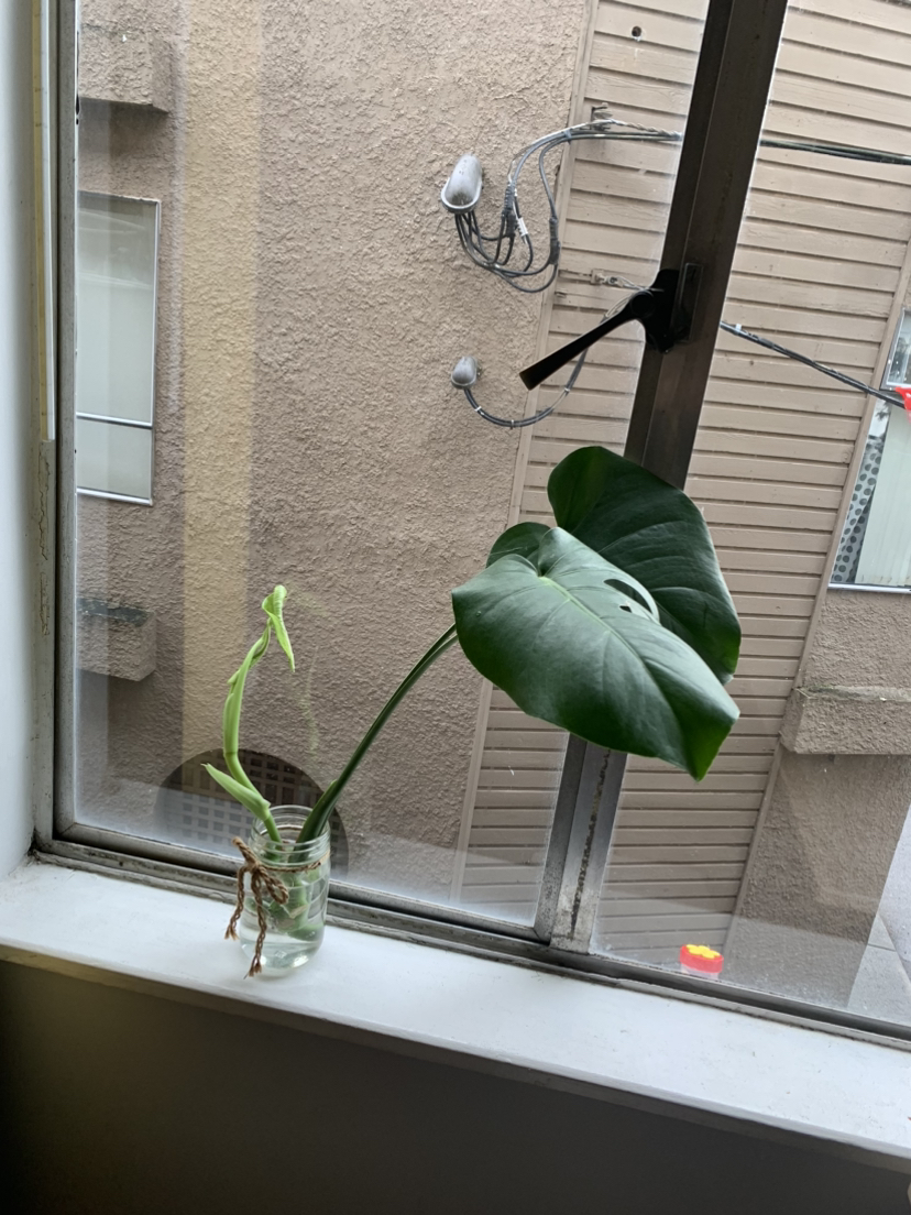 Monstera Propagation A #freecycle image indicator(4)