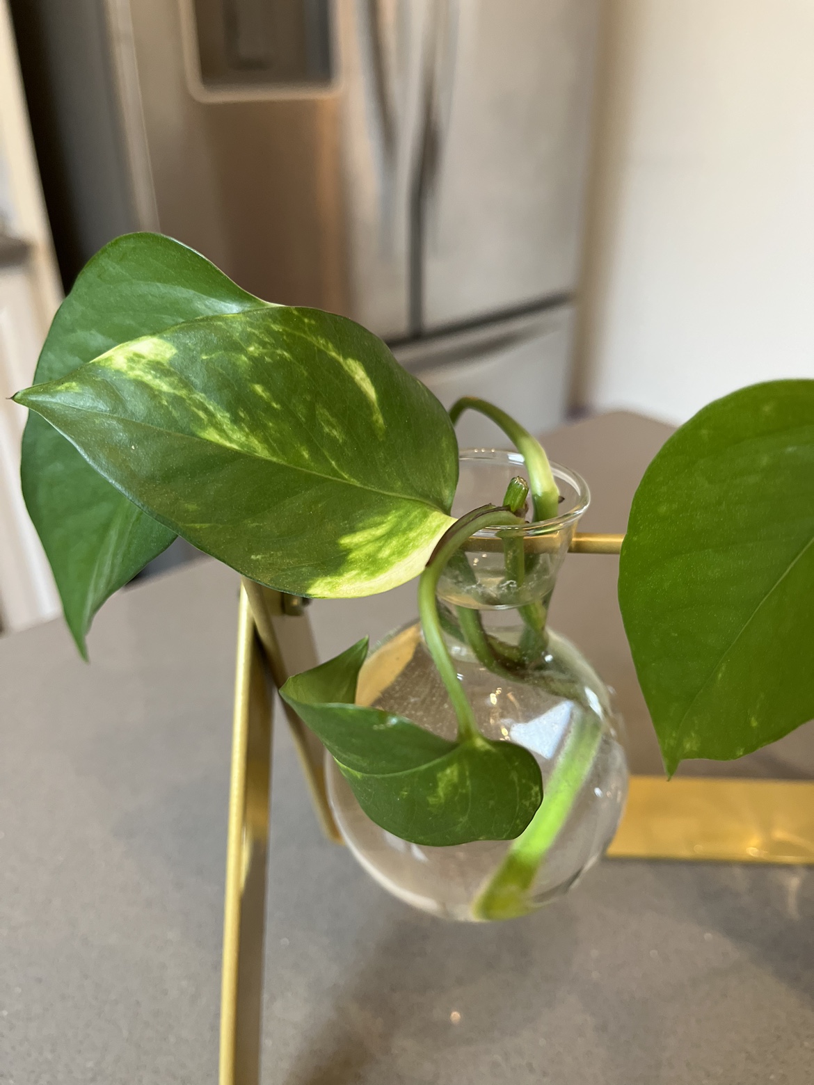 Pathos plant thumbnail