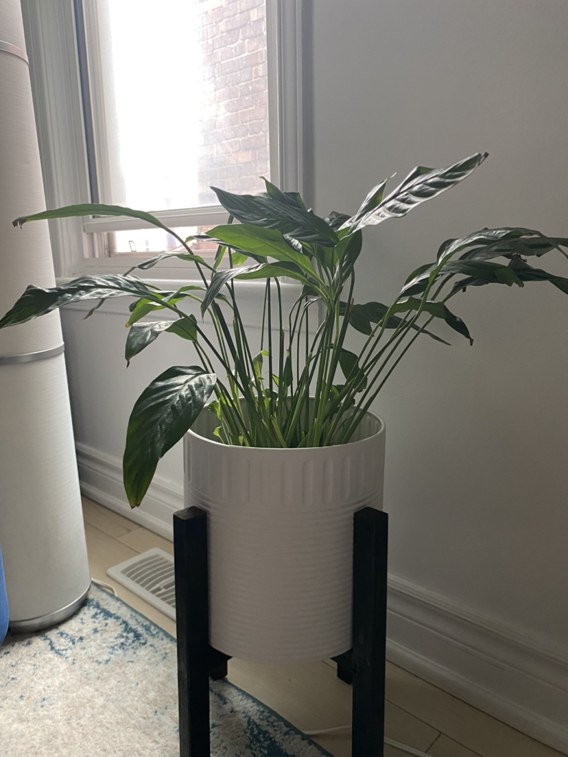 Peace lily plant
