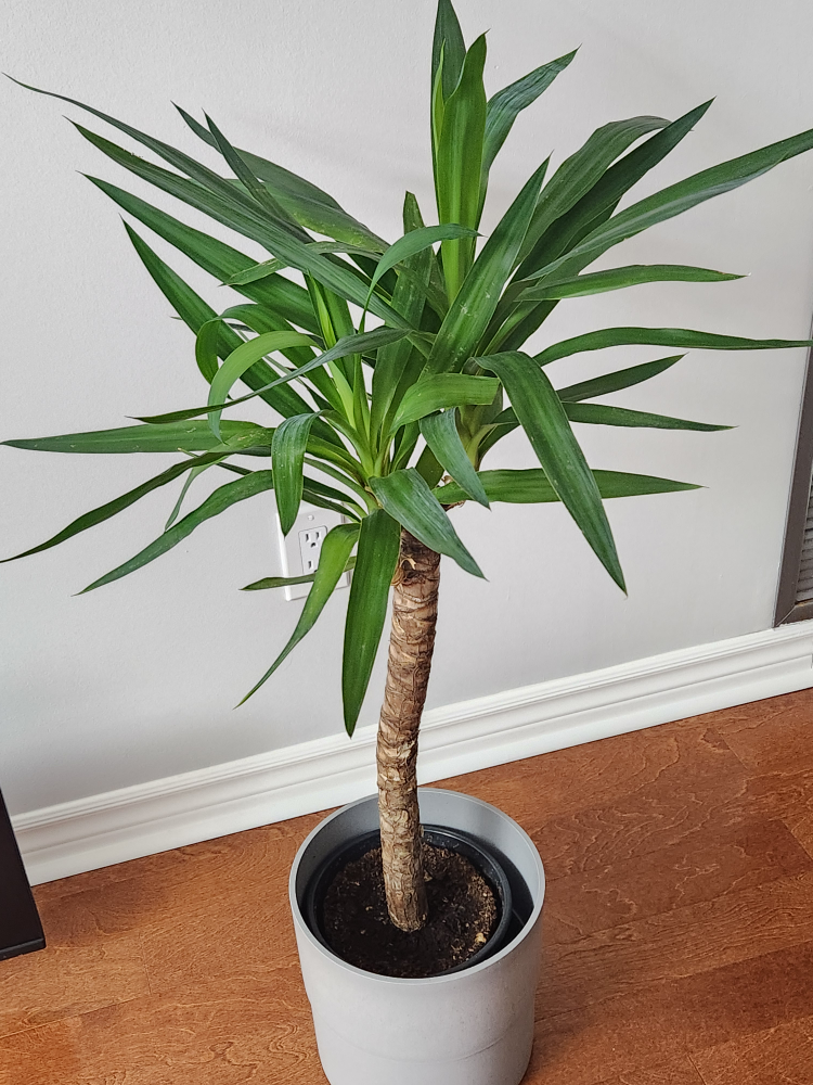 Yucca plant from IKEA with Grey pot included - photo 3